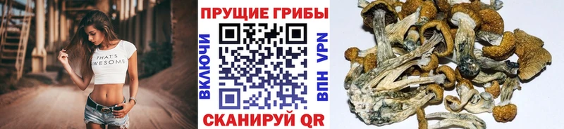 Псилоцибиновые грибы прущие грибы  площадка клад  Олонец 